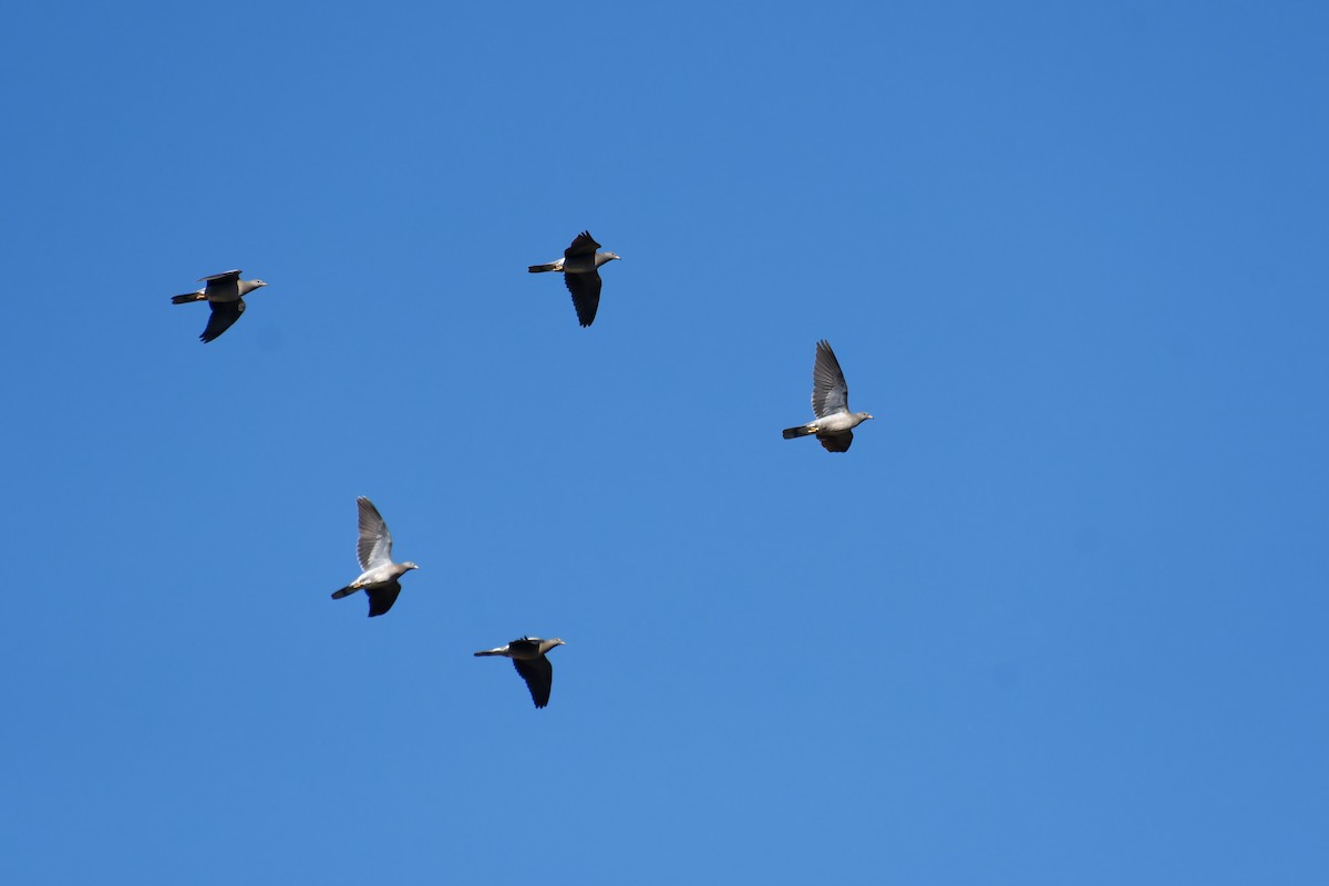 Band-tailed Pigeon - ML647503625