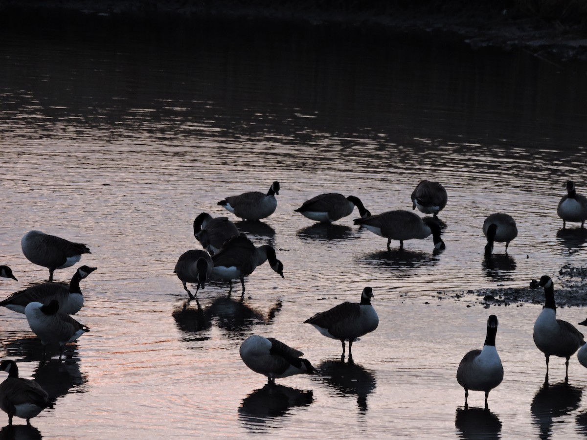 berneška velká - ML647503638