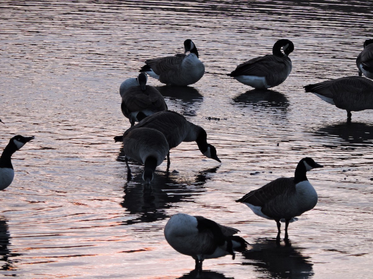 berneška velká - ML647503639