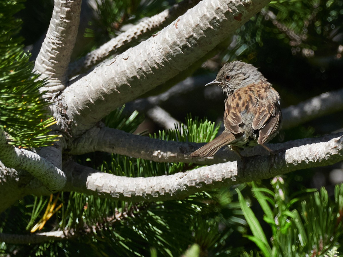 Dunnock - ML647503640