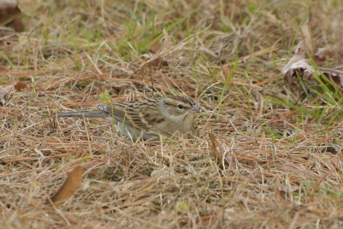strnádka vrabcovitá - ML647503642