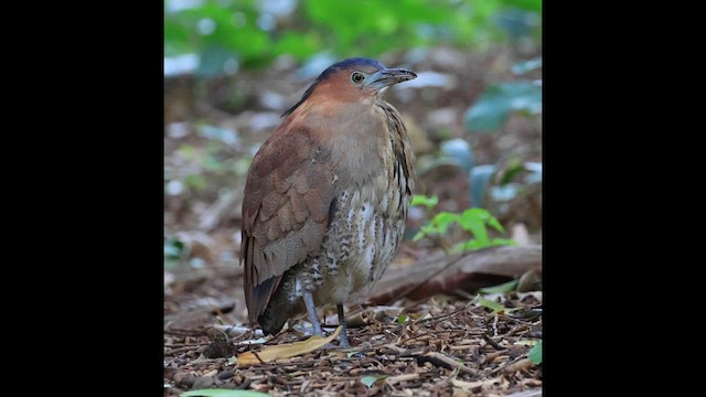 Malayan Night Heron - ML647503649