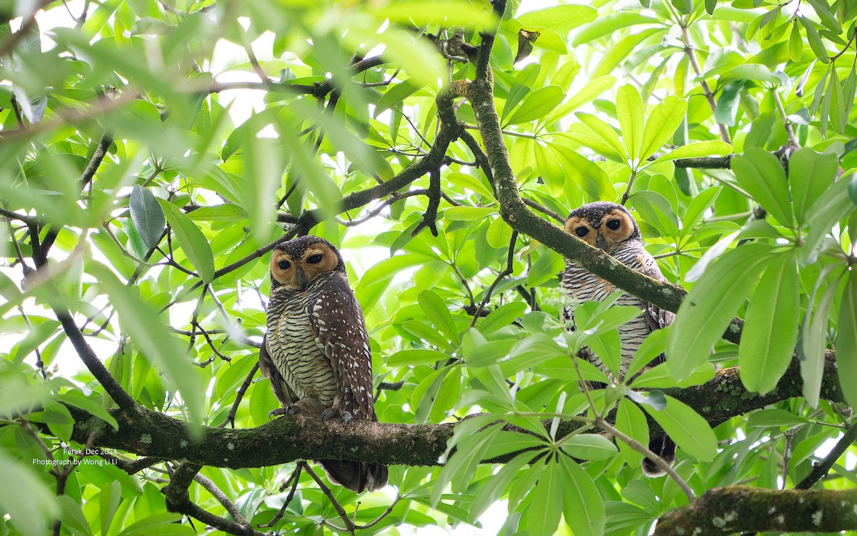Spotted Wood-Owl - ML647503653