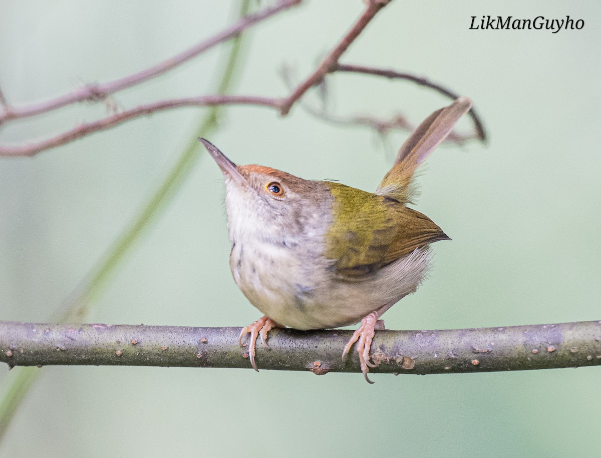 Common Tailorbird - ML647503663