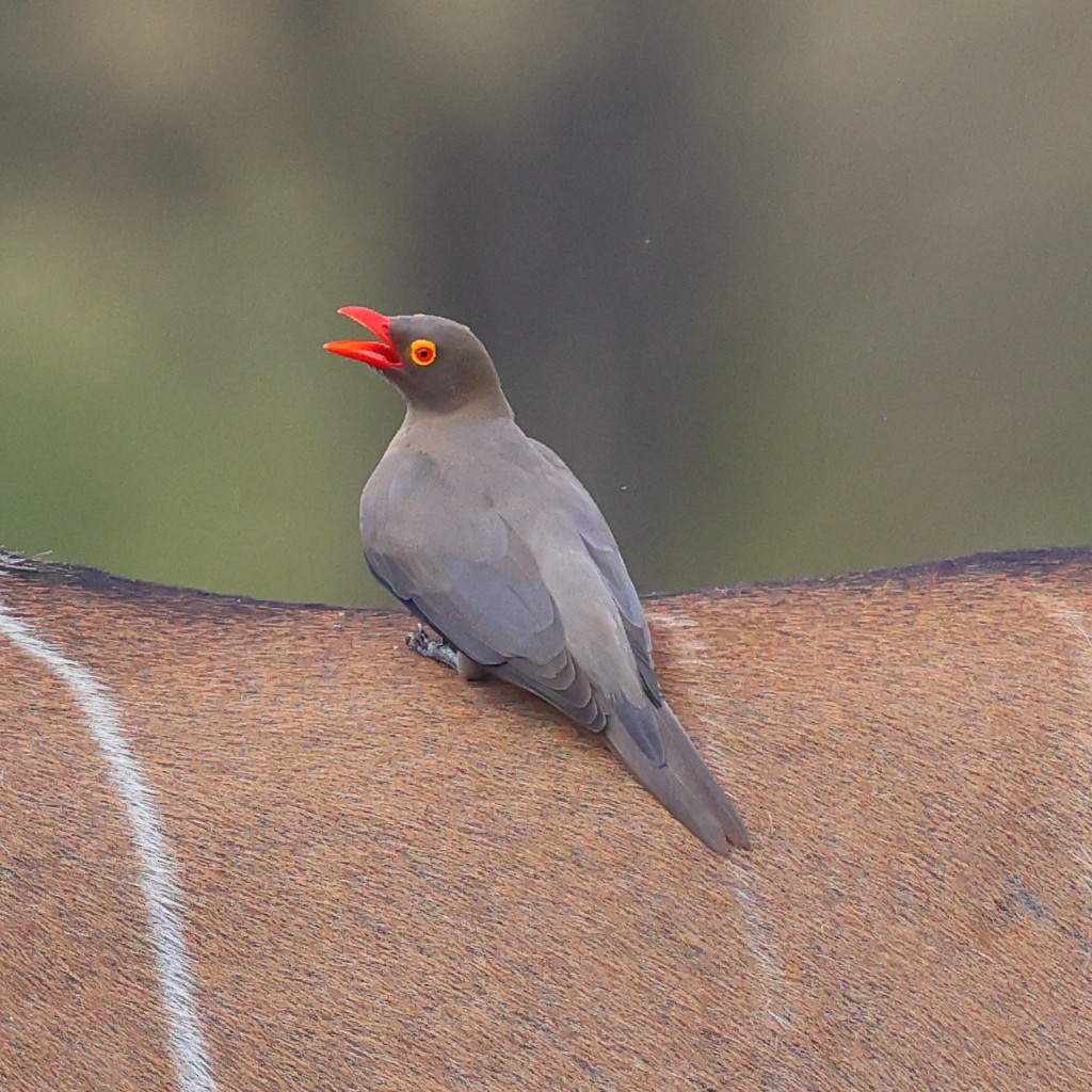 rødnebboksehakker - ML647503680