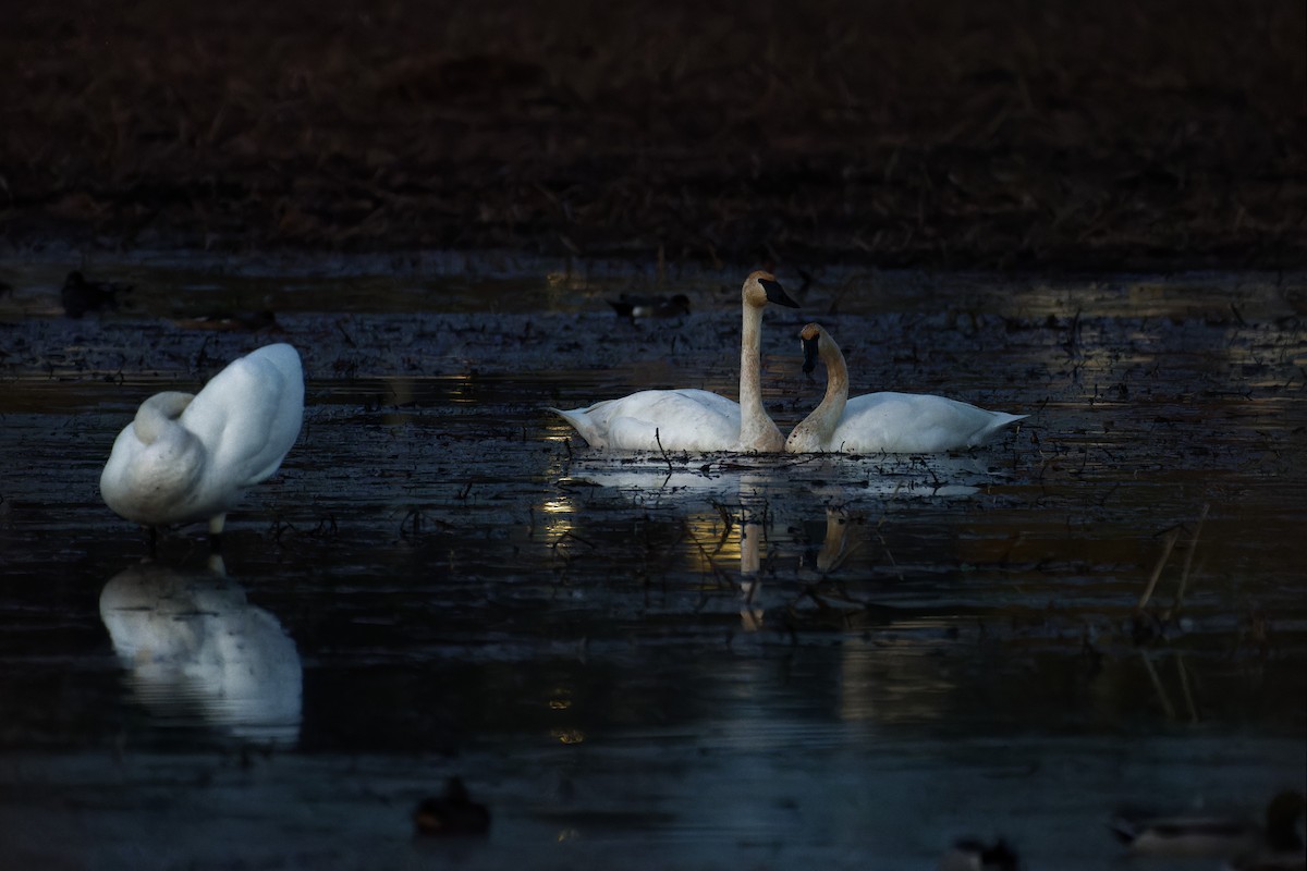 Trumpeter Swan - ML647503681