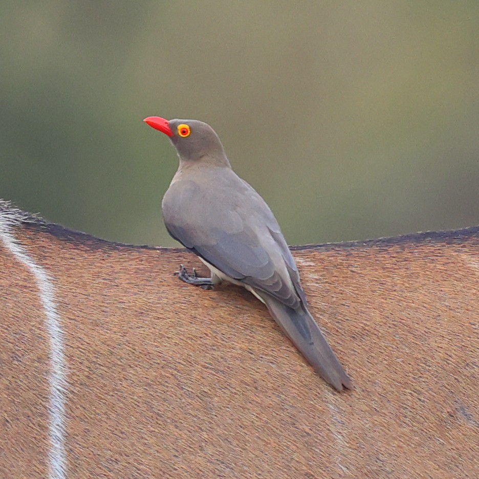 rødnebboksehakker - ML647503682