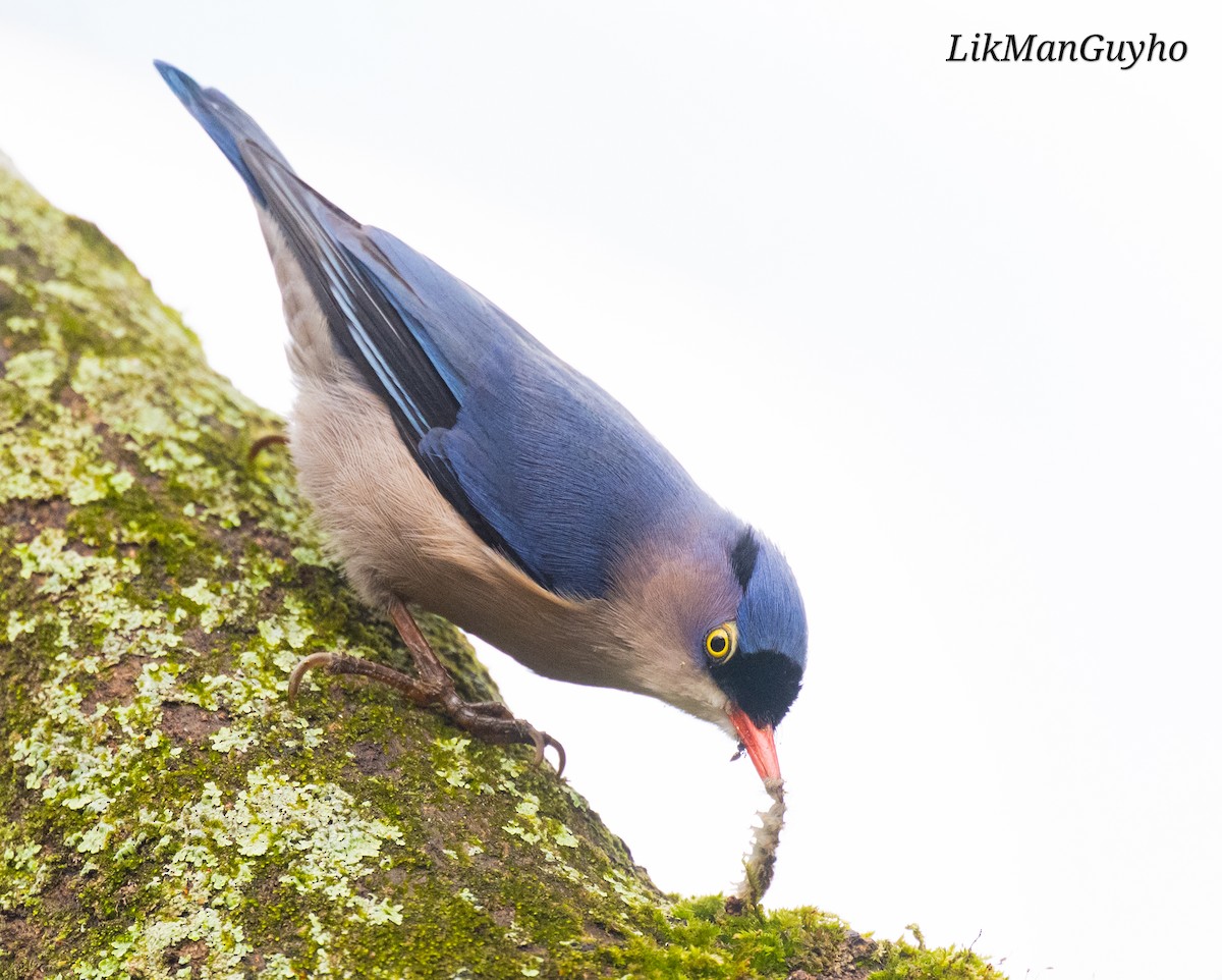 Velvet-fronted Nuthatch - ML647503683