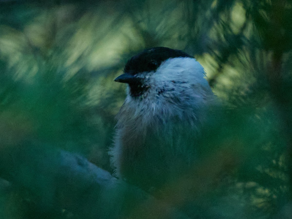 Пухляк - ML647503684