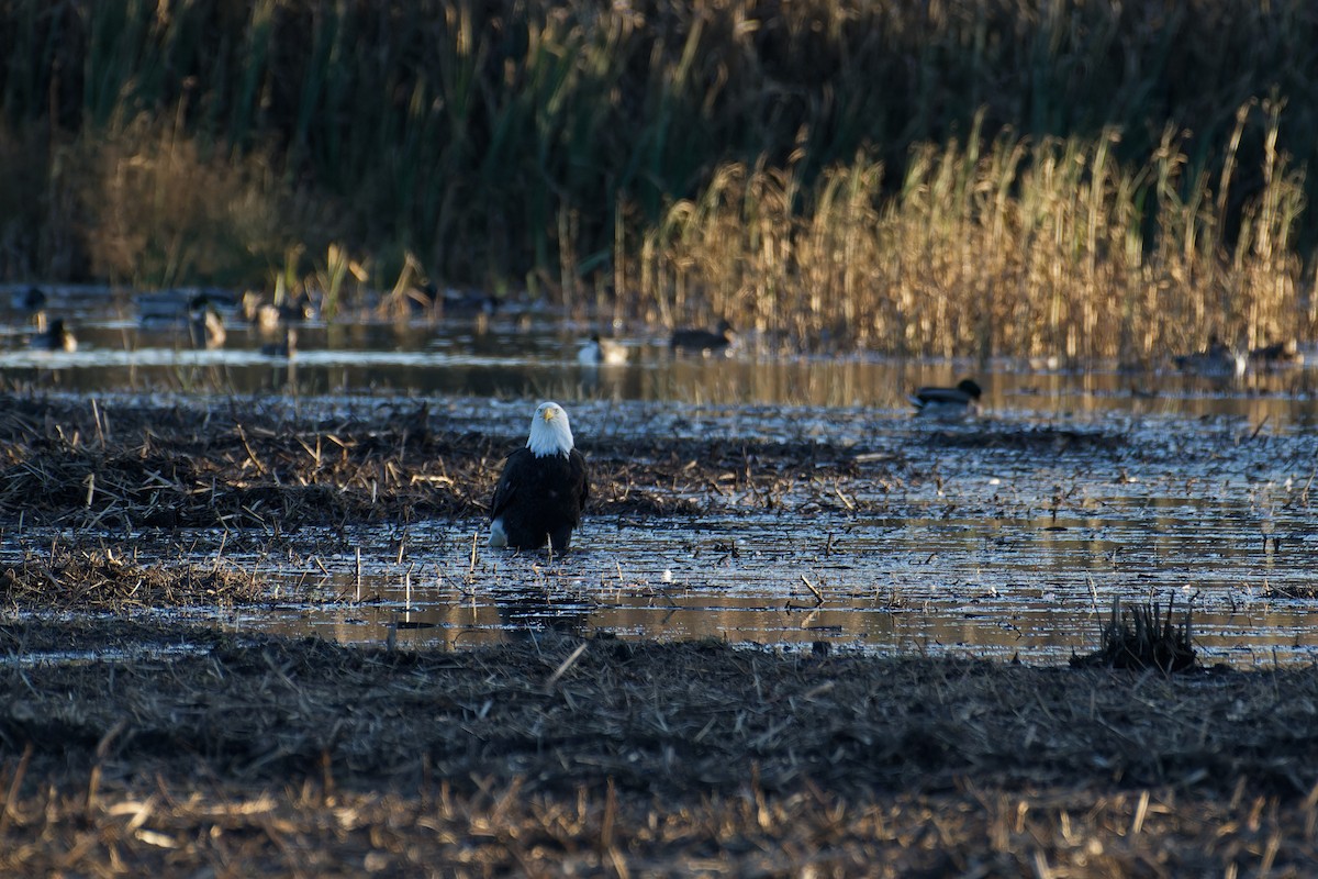 Bald Eagle - ML647503685