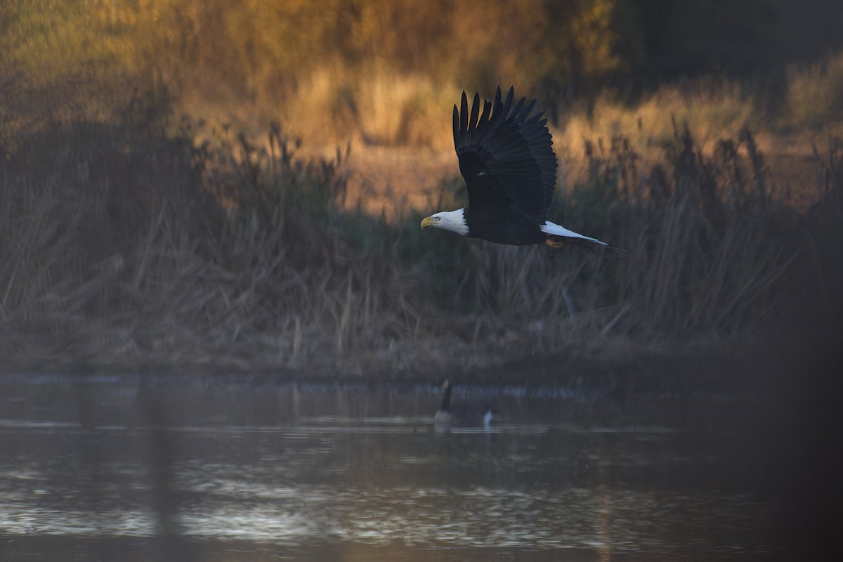 Bald Eagle - ML647503692