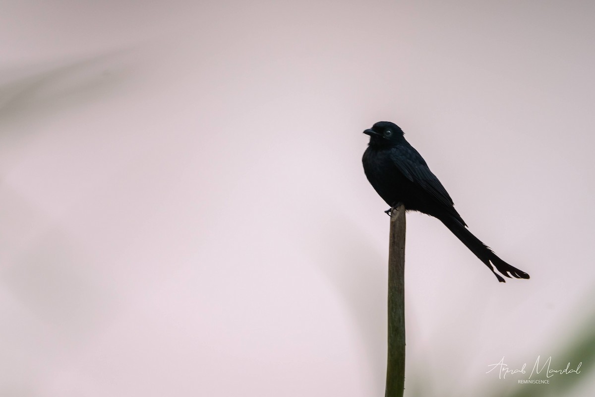 drongo černý - ML647503693