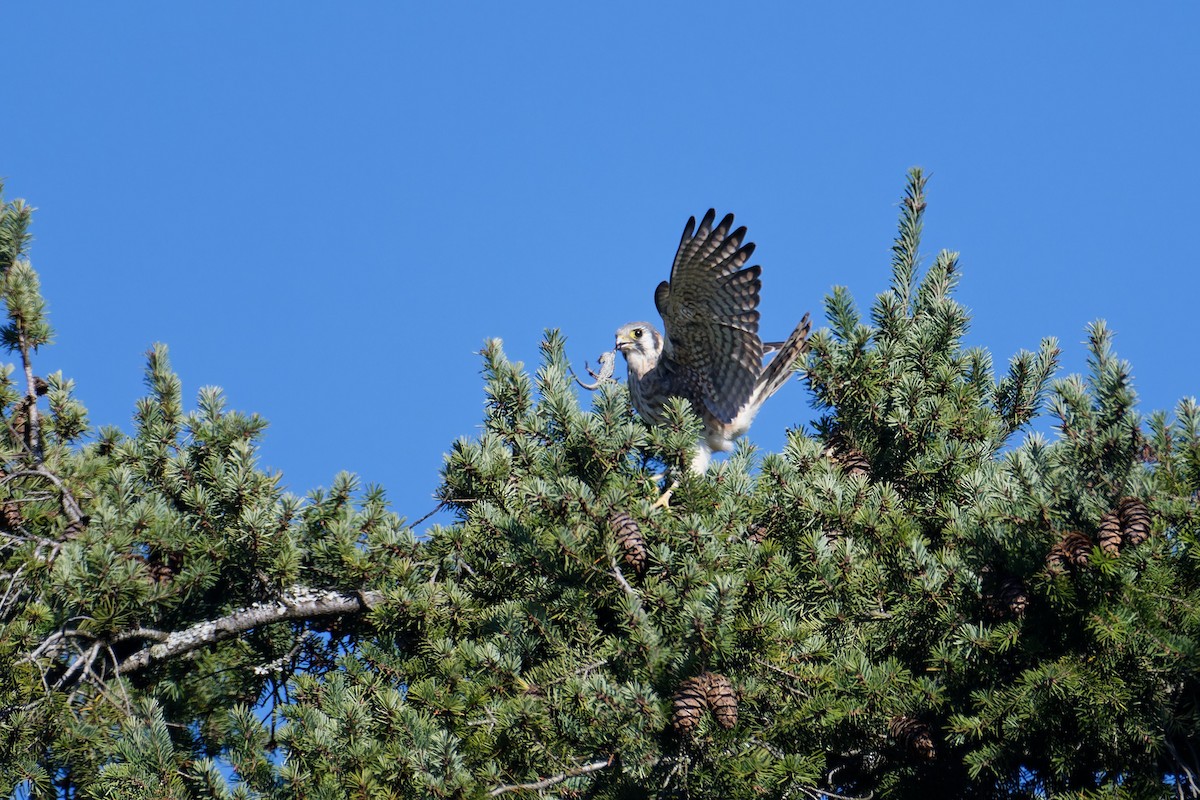 American Kestrel - ML647503700