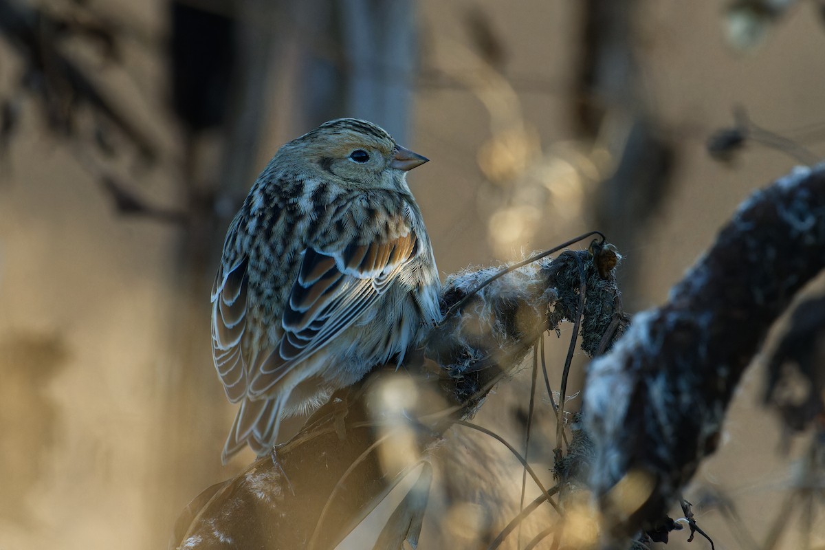 鐵爪鵐 - ML647503701