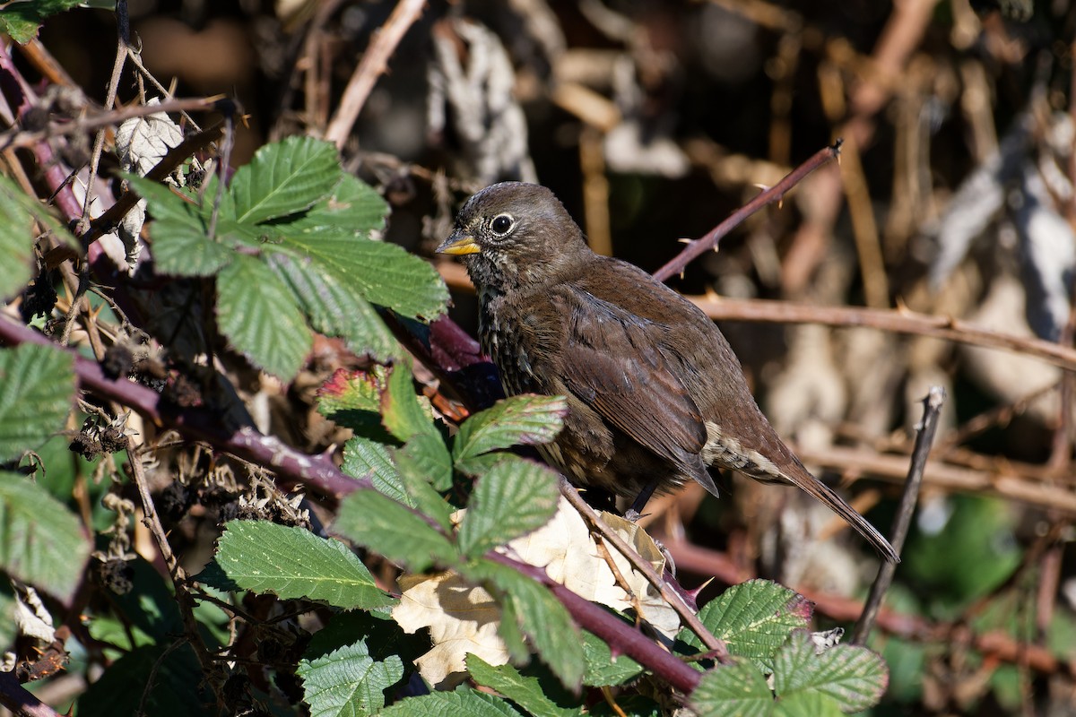 Fox Sparrow - ML647503702