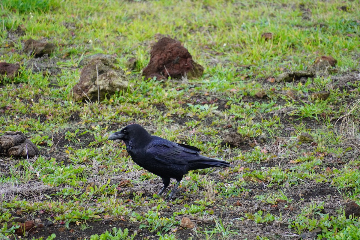 Common Raven - ML647503707