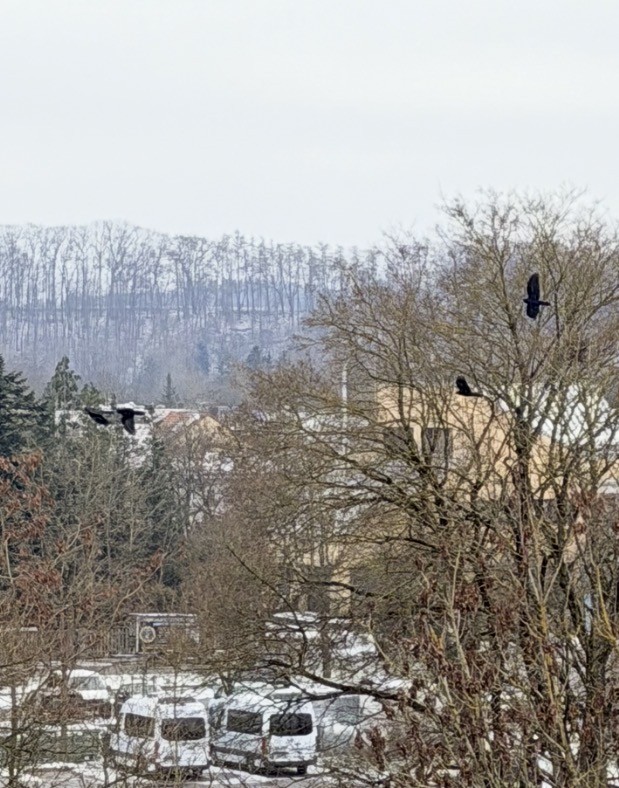 Ekin Kargası - ML647503748