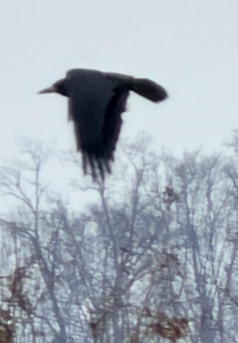 Ekin Kargası - ML647503749