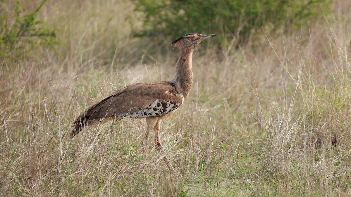 アフリカオオノガン - ML647503765