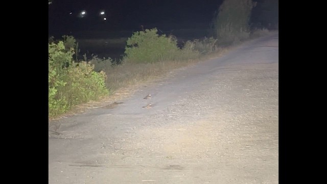 Indian Nightjar - ML647503778