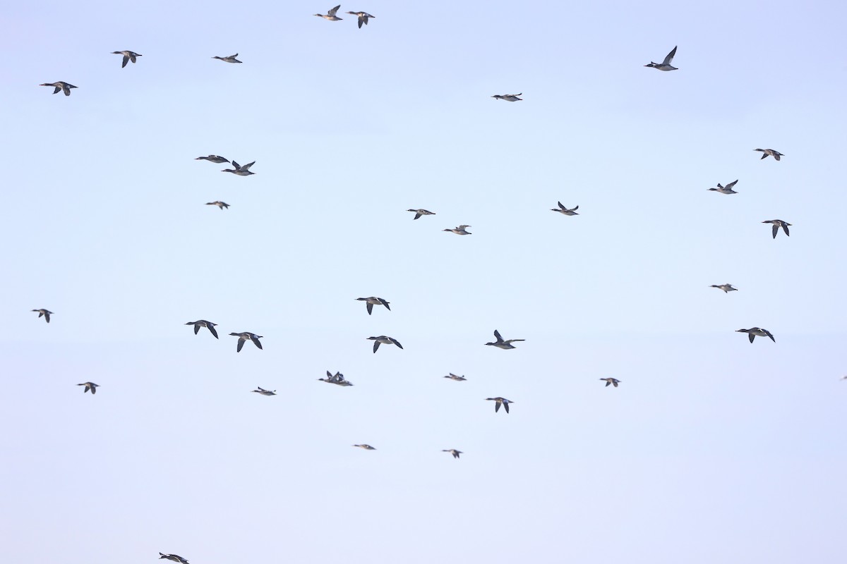 Serreta Mediana - ML647503780