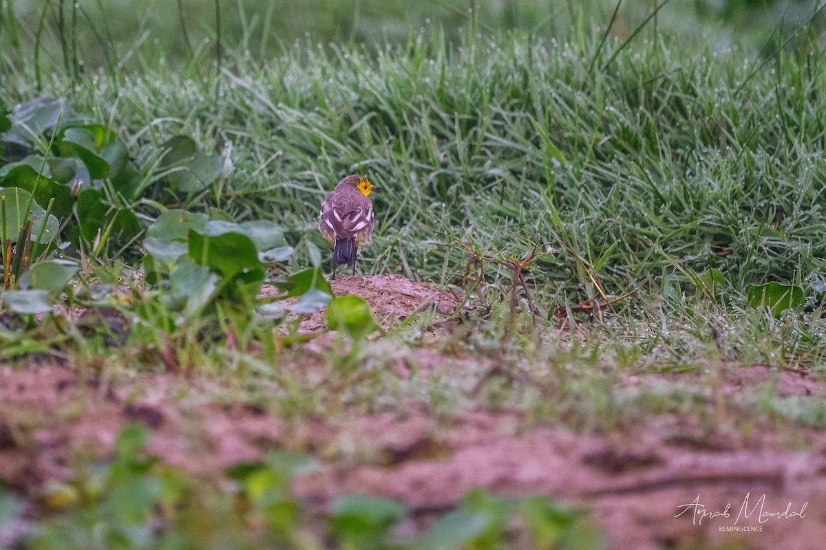 נחליאלי לימוני - ML647503785