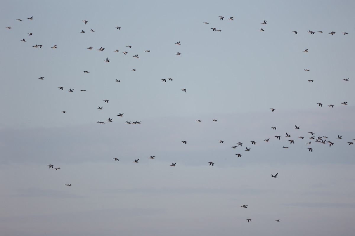 Serreta Mediana - ML647503787