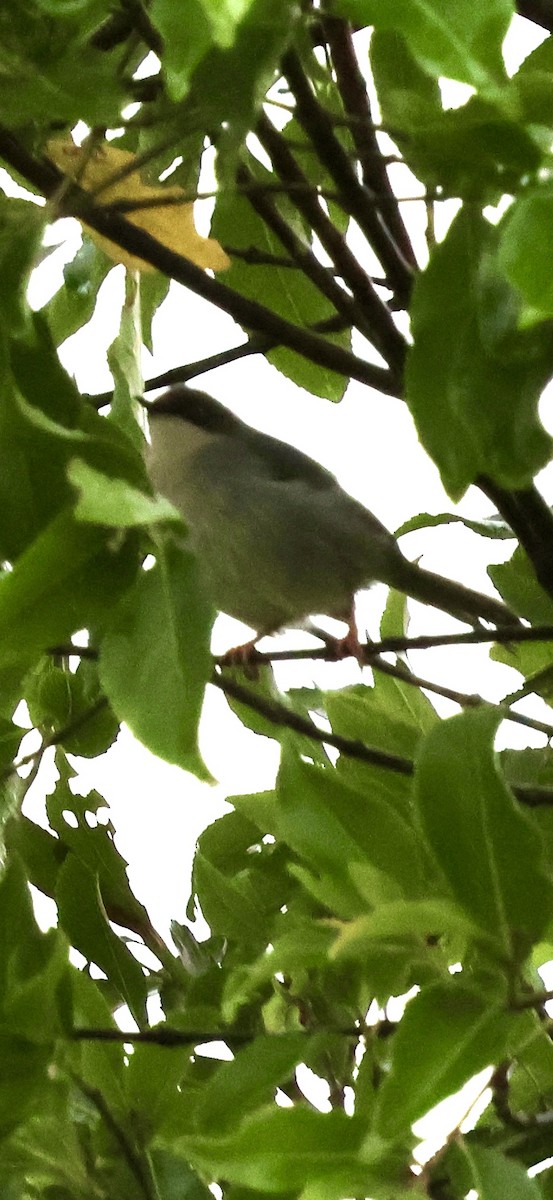 Greater Whitethroat - ML647503794