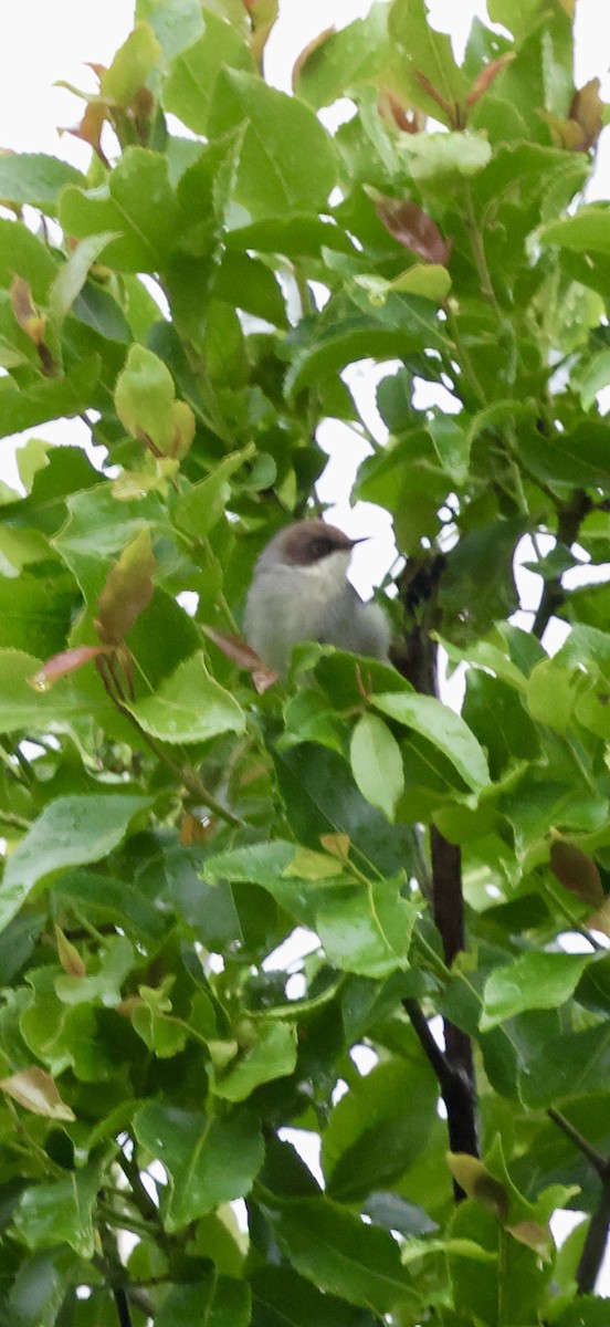 Greater Whitethroat - ML647503795