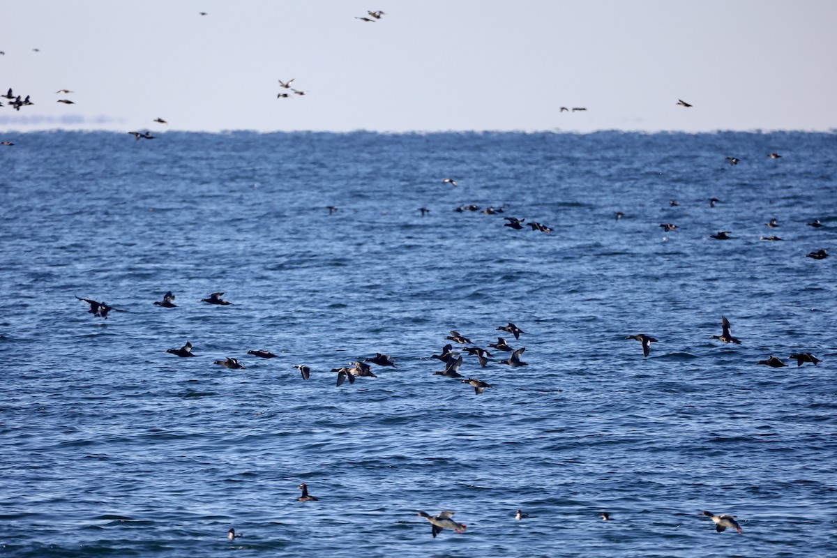 アメリカビロードキンクロ - ML647503807