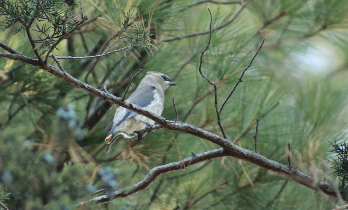 Sedir İpekkuyruğu - ML647503816