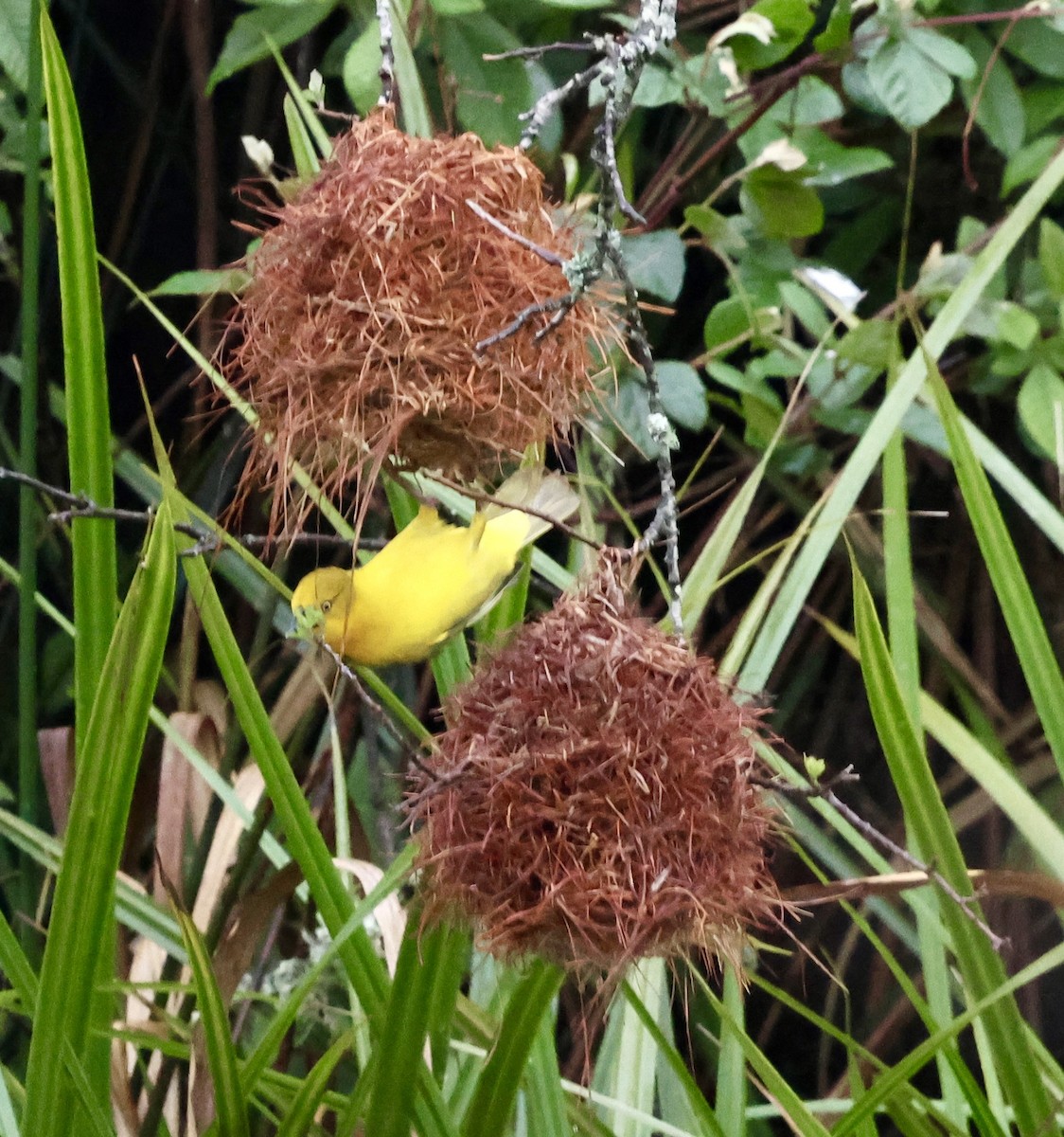 Holub's Golden-Weaver - ML647503817