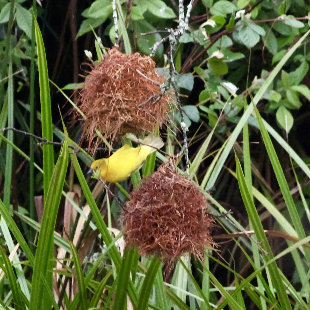 Holub's Golden-Weaver - ML647503818
