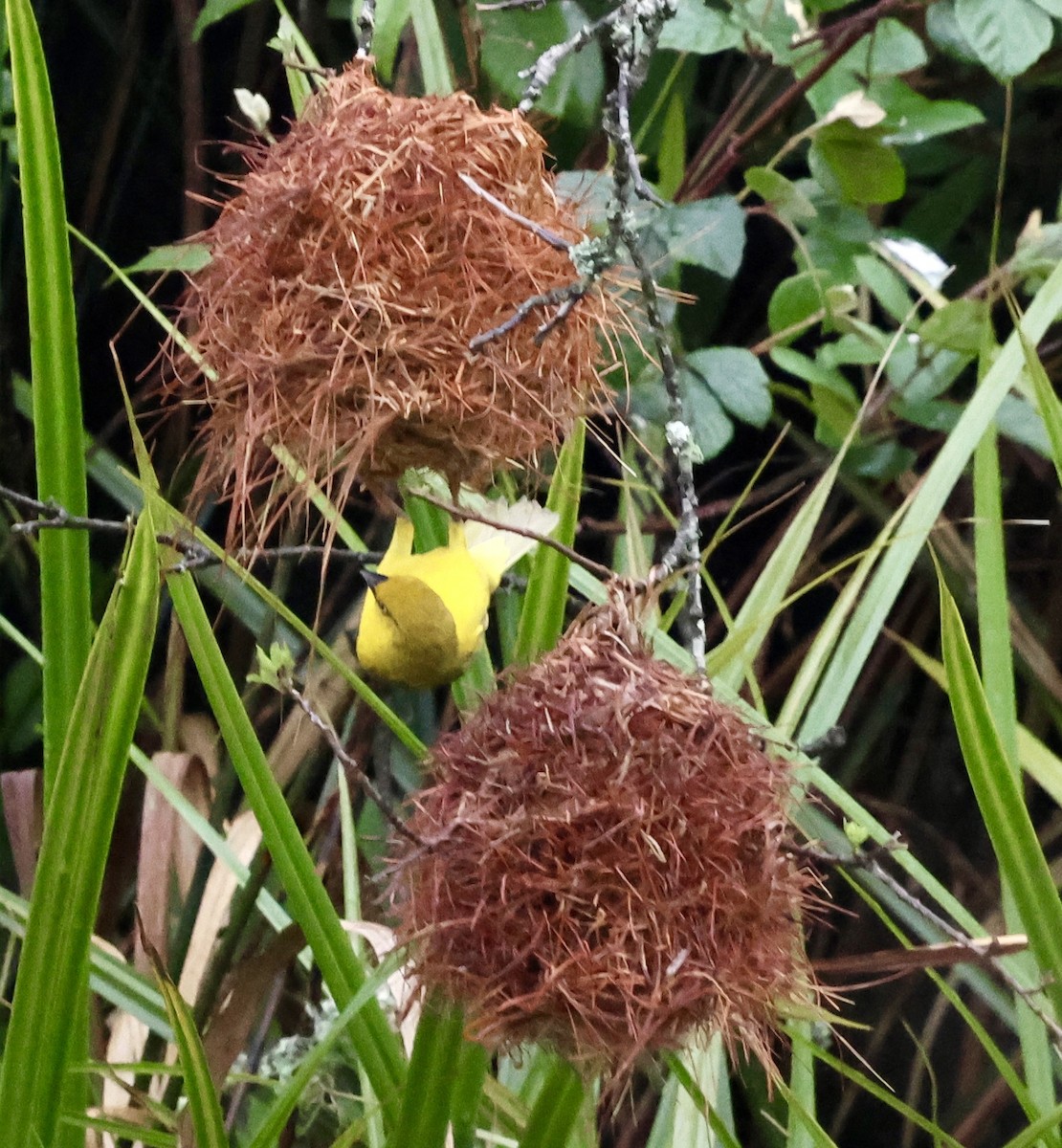 Holub's Golden-Weaver - ML647503819