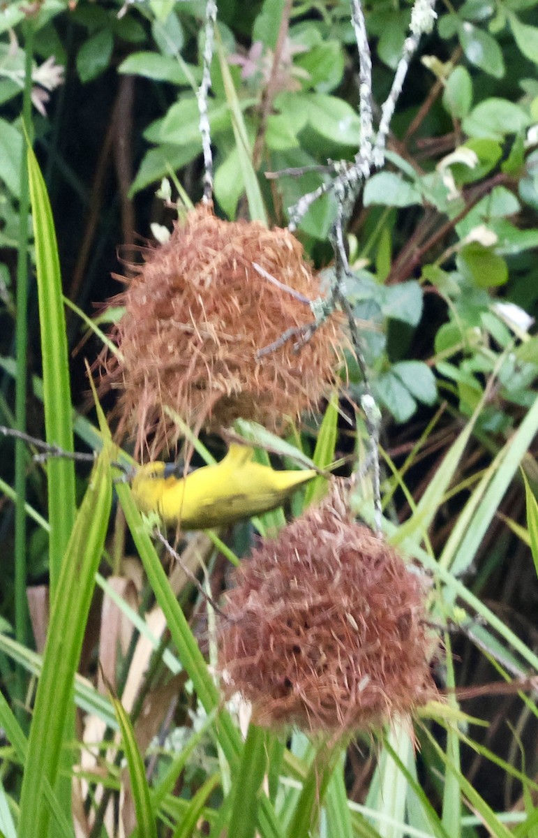 Holub's Golden-Weaver - ML647503820