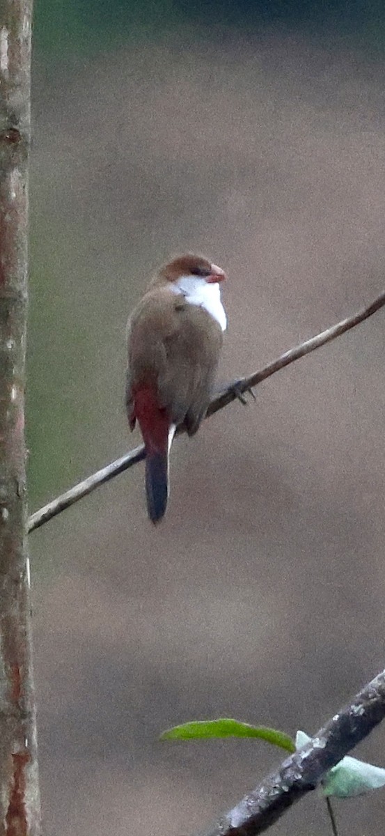 Fawn-breasted Waxbill - ML647503852