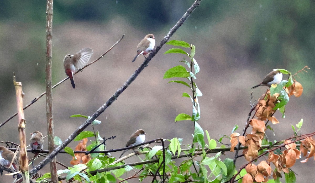 Болотный астрильд - ML647503853