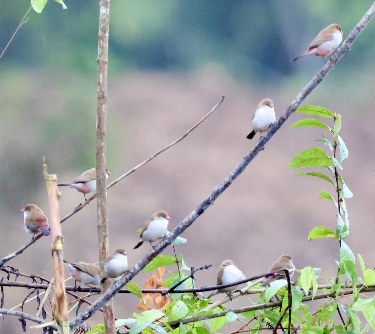 Болотный астрильд - ML647503854