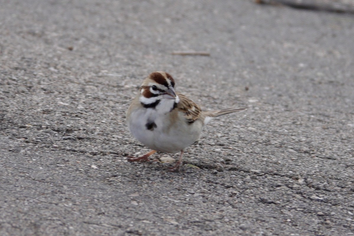 Lark Sparrow - ML647503857
