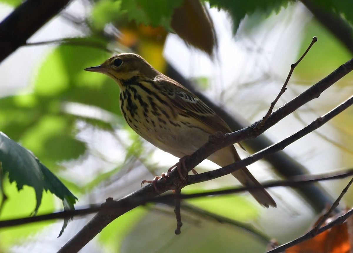 Лесной конёк - ML647503859