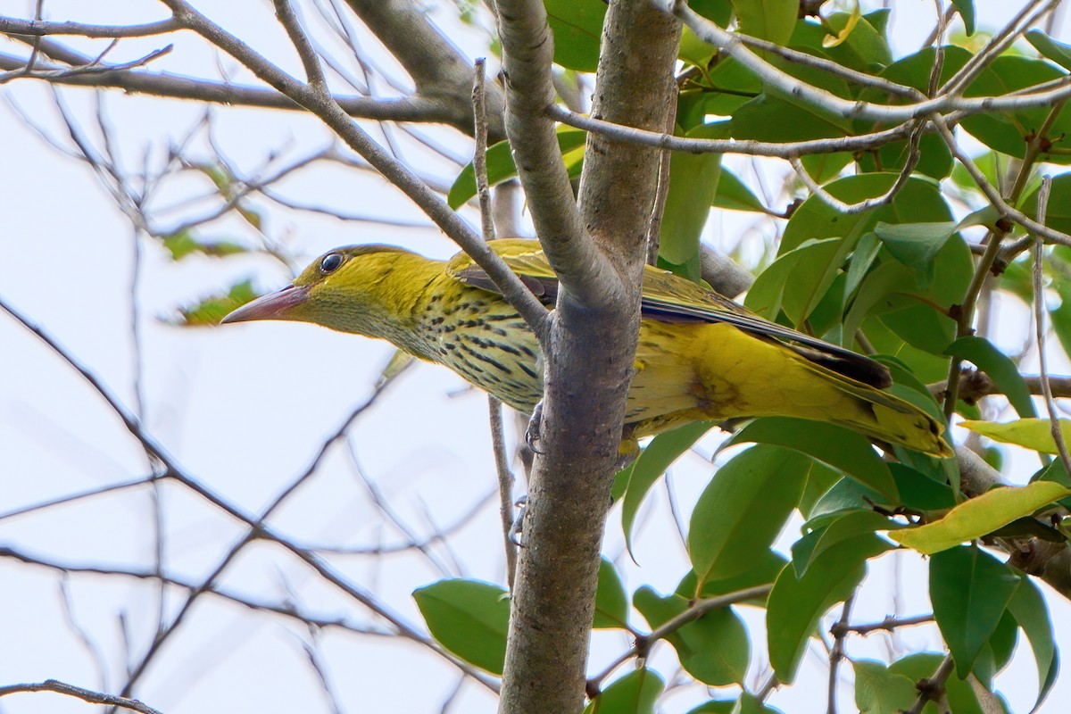 Китайская иволга (diffusus) - ML647503863