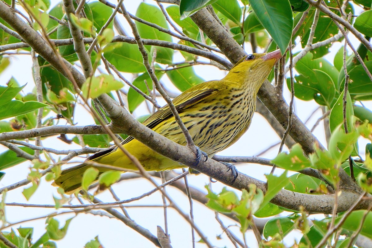 Китайская иволга (diffusus) - ML647503864