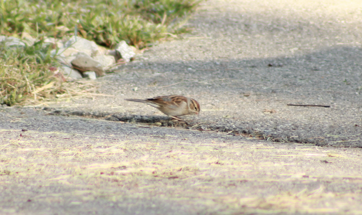 Малая воробьиная овсянка - ML647503865