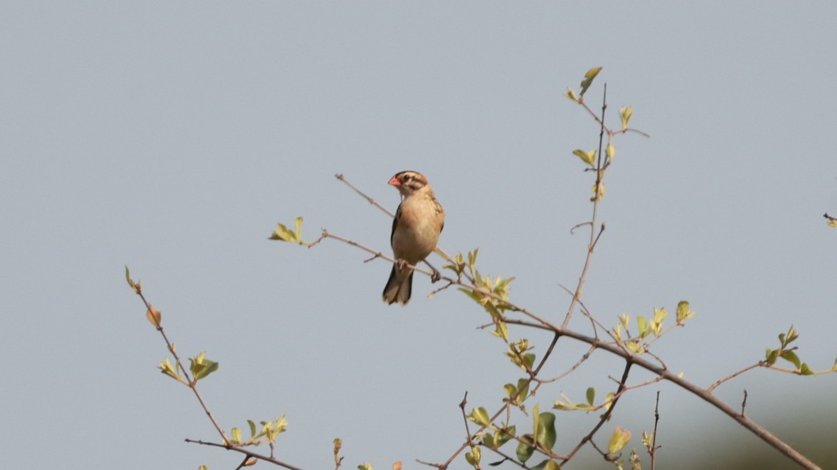 Красноклювая квелия - ML647503867