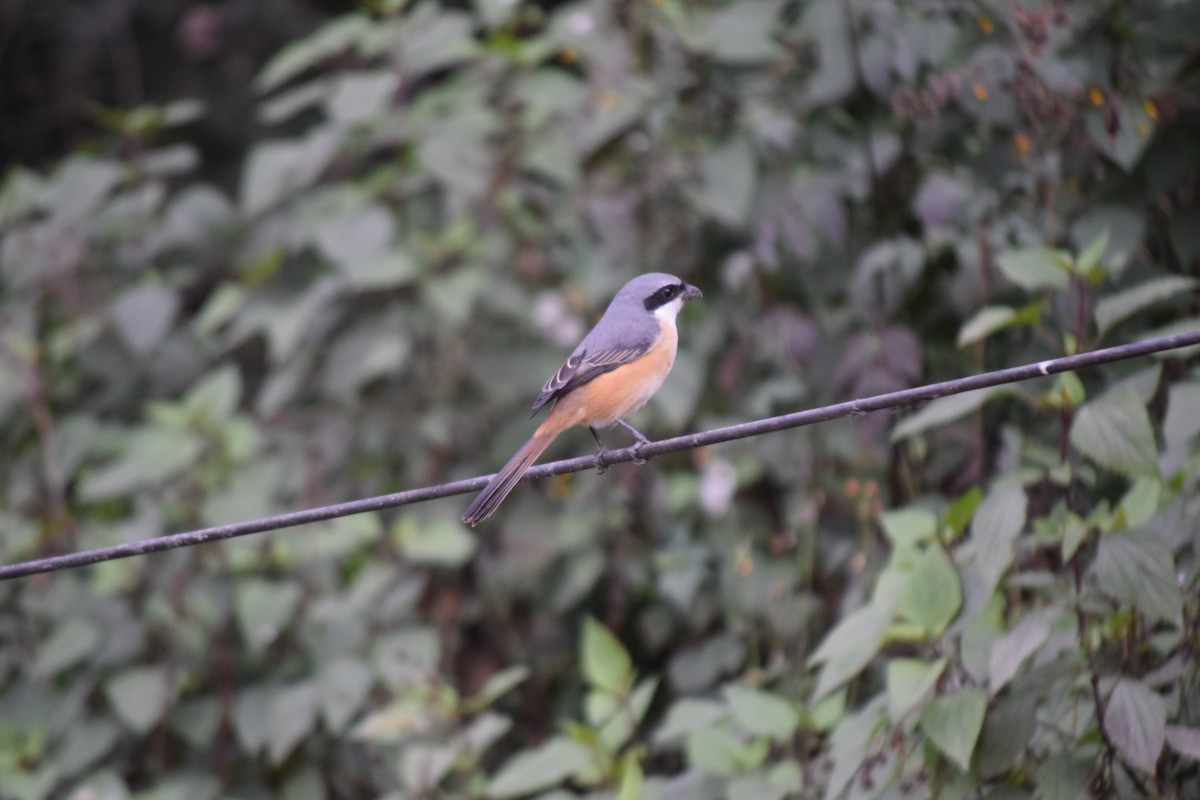 Тибетский сорокопут - ML647503869