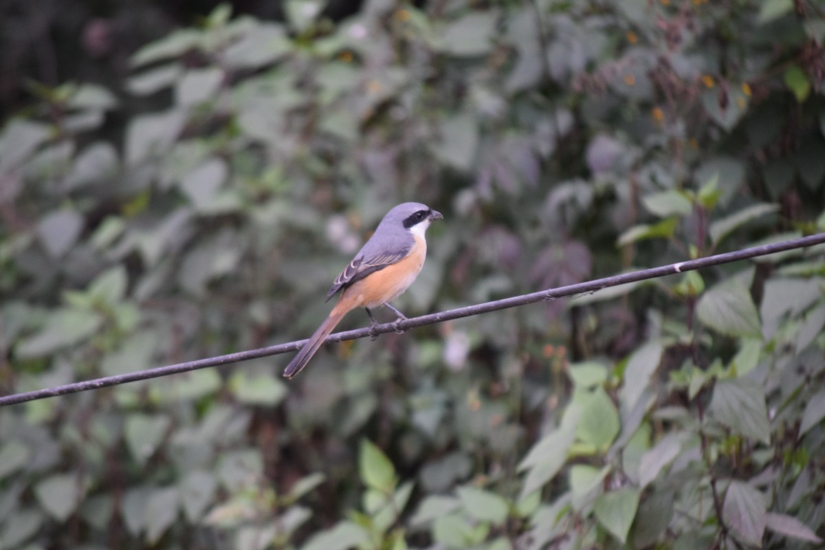 Тибетский сорокопут - ML647503870