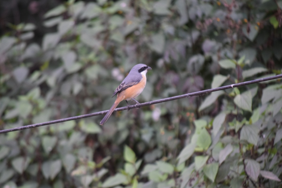 Тибетский сорокопут - ML647503871