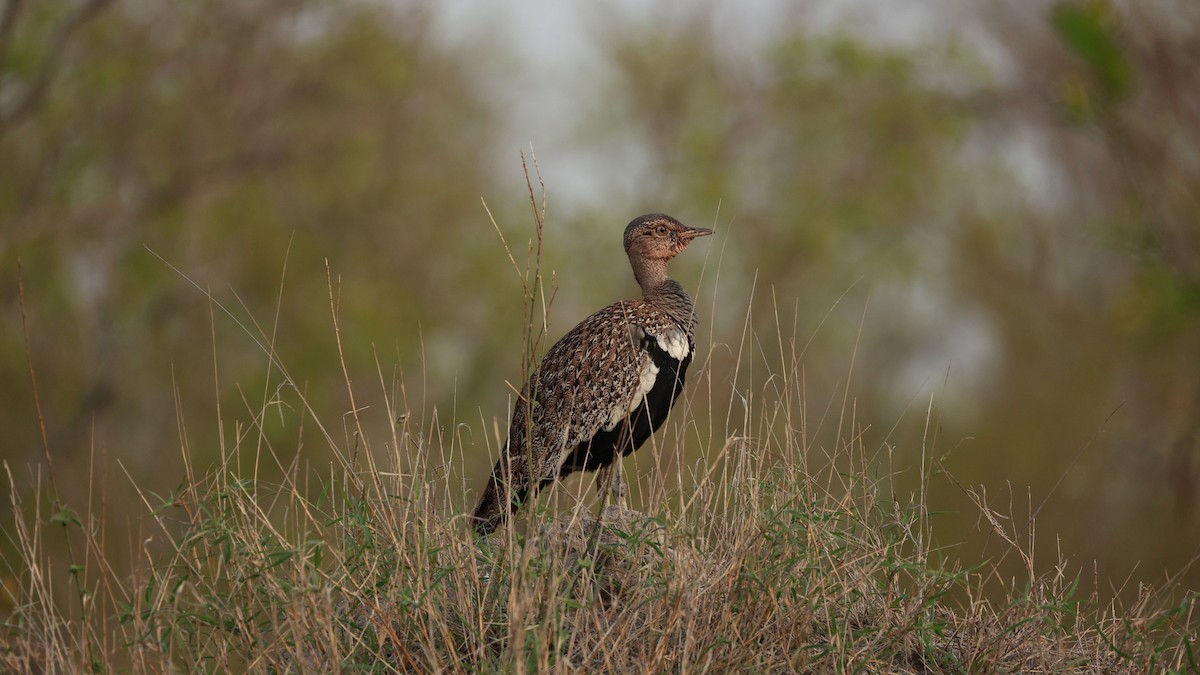 Рыжехохлый корхан - ML647503872