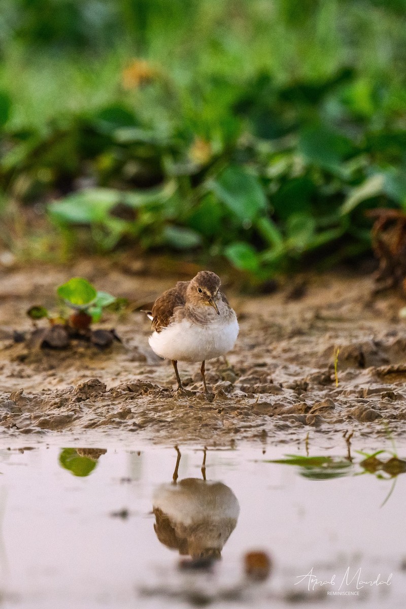 Белохвостый песочник - ML647503875