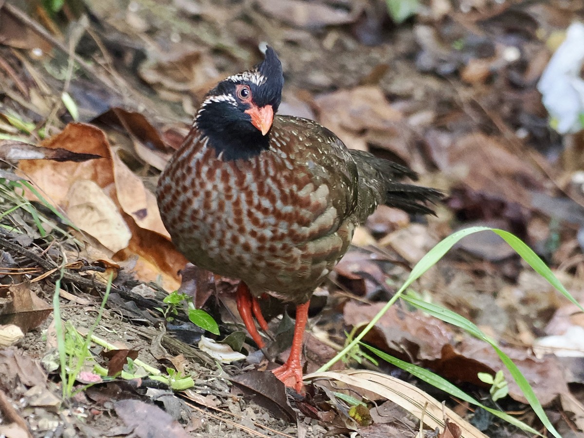 Длиннохвостый лесной перепел - ML647503879